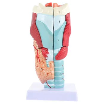 Inimese Keha Mudel Anatoomia Õpetamise Kõri Struktuur Ekraan Anatoomilise Pvc Koolitus Abi Kõri